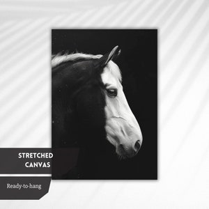 Puede incluir: Fotograf&iacute;a en blanco y negro de la cabeza y el cuello de un caballo. El caballo mira hacia la derecha, su cara es principalmente blanca, mientras que su cuello es principalmente negro. El fondo es negro.