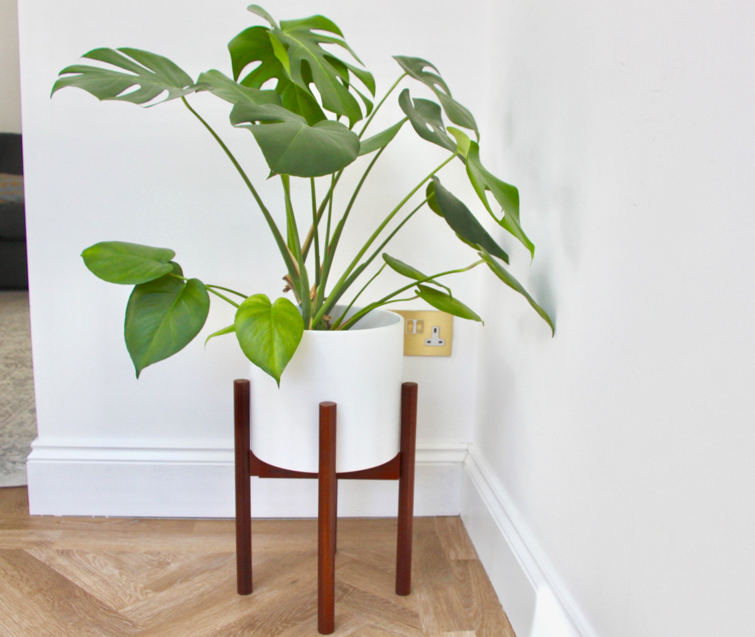 Floor Plants Etsy UK