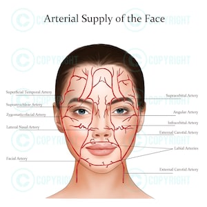 Vasos sanguíneos de la cara / Botox & Inyector de relleno / Arterias faciales / Anatomía / Inyector de enfermera / Dermatología / Descarga digital