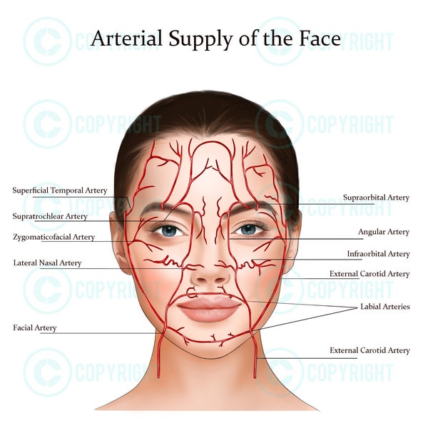 Blood Vessels the Face | Botox & Filler Injector | Facial Arteries | Anatomy | Poster | Nurse Injector | Dermatology | Digital Download