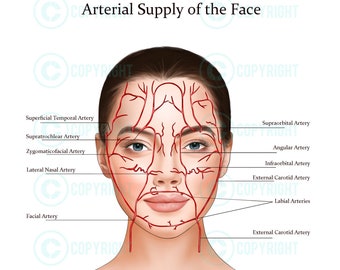 Blood Vessels the Face | Botox & Filler Injector | Facial Arteries | Anatomy | Poster | Nurse Injector | Dermatology | Digital Download