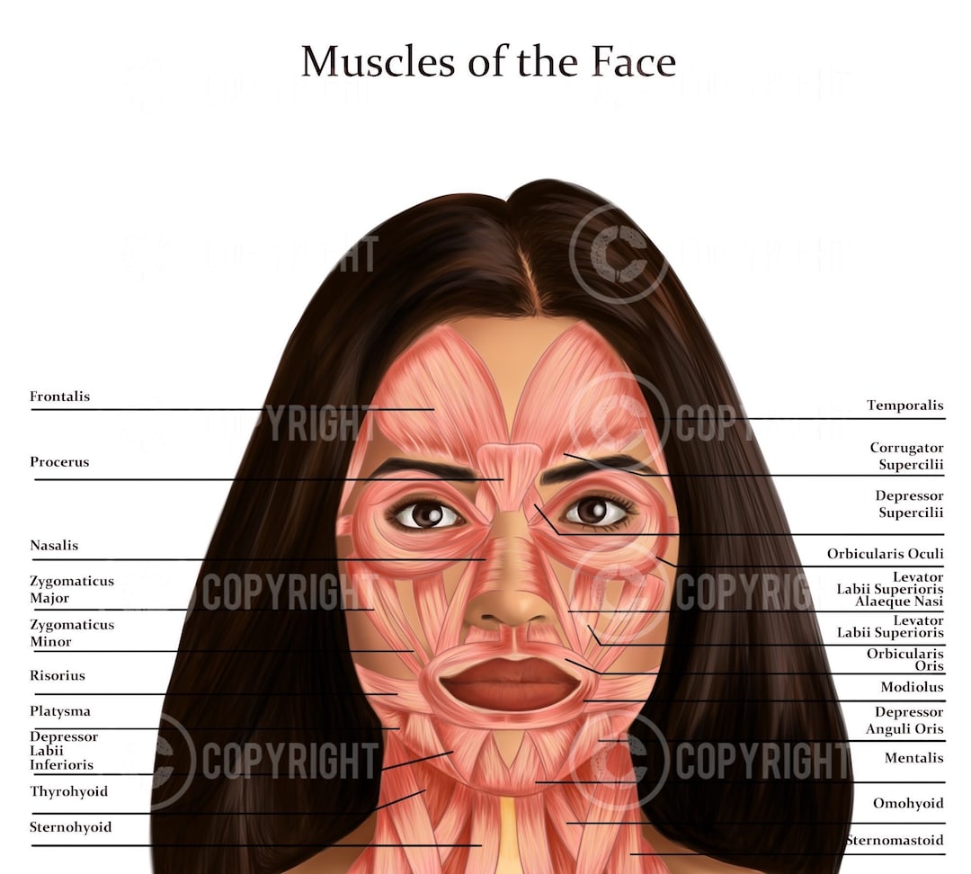 Muscles of the Face and Neck Botox & Filler Injector Anatomy Poster