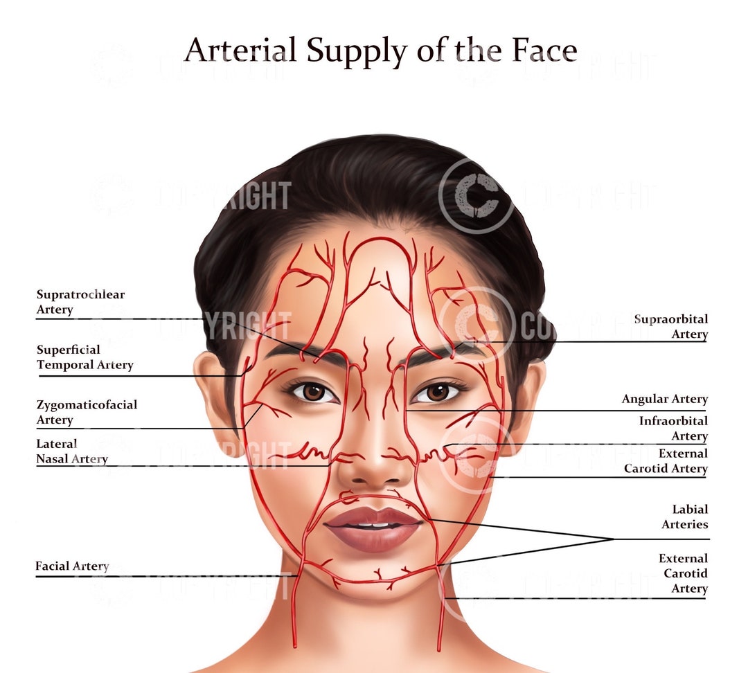 Arterial Supply Face Botox & Filler Injector Facial Arteries Anatomy