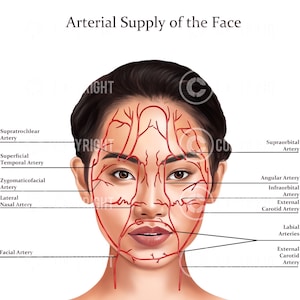 May include: Diagram of the arterial supply of the face, showing the blood vessels in red on a woman's face. The diagram labels the arteries, including the superficial temporal artery, the zygomaticofacial artery, the lateral nasal artery, the facial artery, the supratrochlear artery, the supraorbital artery, the angular artery, the infraorbital artery, the external carotid artery, and the labial arteries.