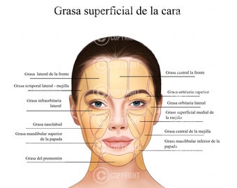 Almohadillas de grasa superficiales de la cara | Botox e inyector de relleno | Anatomía | Estética | Dermatología | Descarga digital