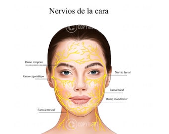 Anatomía facial | Nervios de la cara | Práctica Estética | Anatomía | Dermatología | Descarga digital