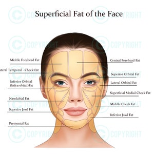 Facial Anatomy Bundle Botox & Filler Injector Anatomy Esthetician Aesthetics Dermatology Medspa Digital Download image 6