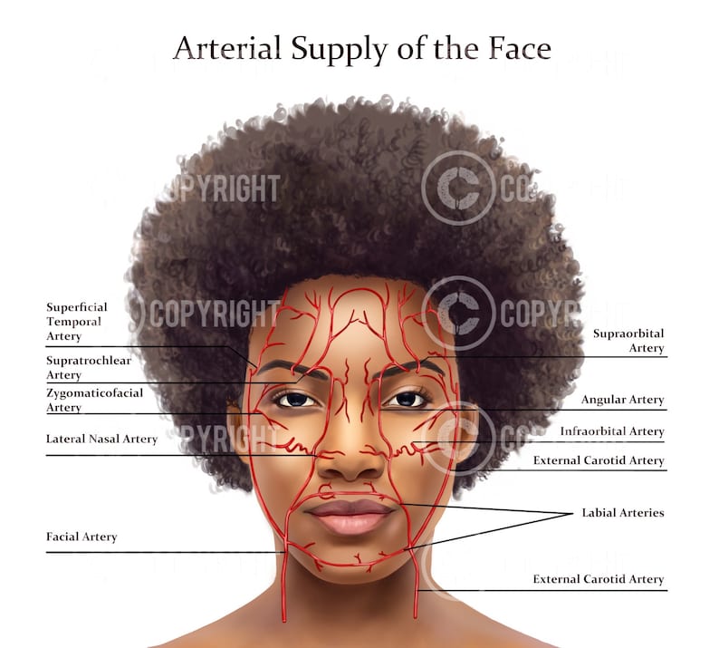 Facial Anatomy Bundle Botox & Filler Injector Anatomy Esthetician