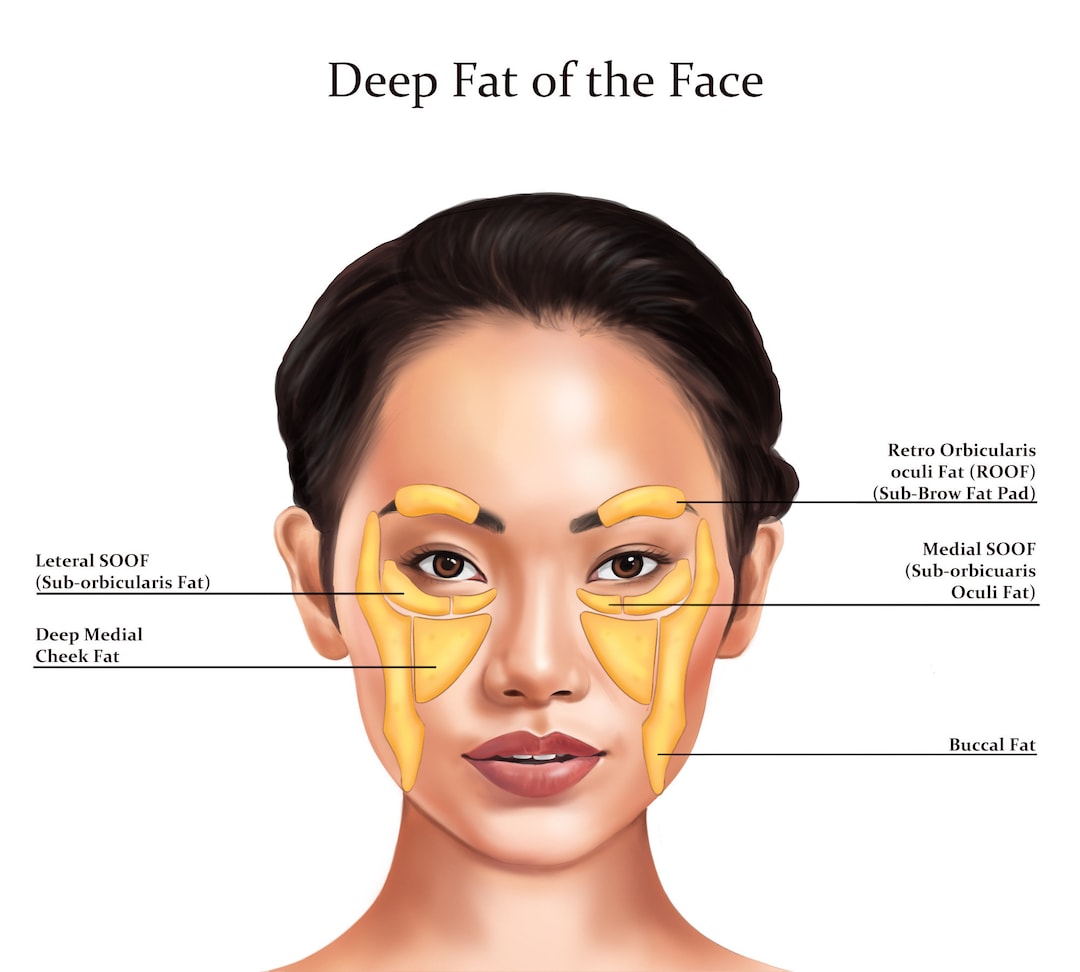 Buy Deep Fat Pads the Face Botox & Filler Injector Anatomy Online in India Etsy