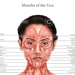 Puede incluir: Una ilustración anatómica detallada de los músculos de la cara humana. La ilustración muestra la cara de una mujer con los músculos resaltados en rojo. Los músculos están etiquetados con sus nombres en texto negro.