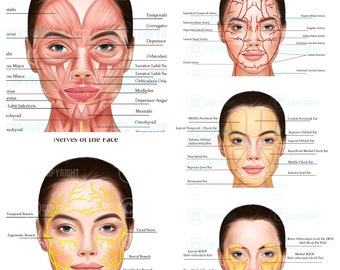 Facial Anatomy Bundle | Botox & Filler Injector | Anatomy | Poster | Aesthetics | Dermatology | Medspa| Digital Download