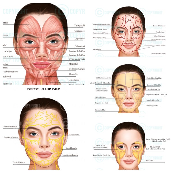 Paquete de anatomía facial / Botox & Inyector de relleno / Anatomía / Esteticista / Estética / Dermatología / Medspa/ Descarga digital