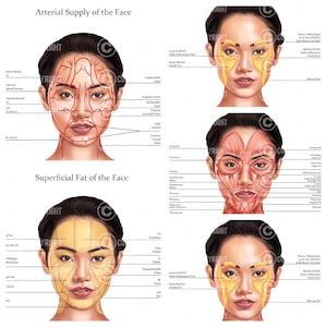Gezichtsanatomiebundel | Botox & Filler-injector | Anatomie | Schoonheidsspecialiste | Esthetiek | Dermatologie | Medspa| Digitaal downloaden