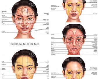 Facial Anatomy Bundle | Botox & Filler Injector | Anatomy