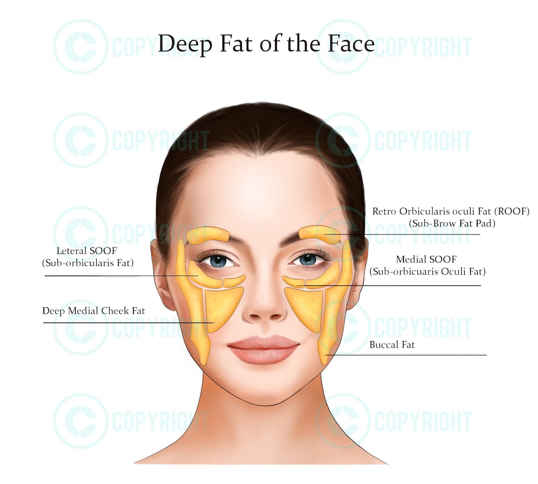 Deep Fat Pads the Face Botox & Filler Injector Anatomy Art Esthetician Aesthetics Dermatology