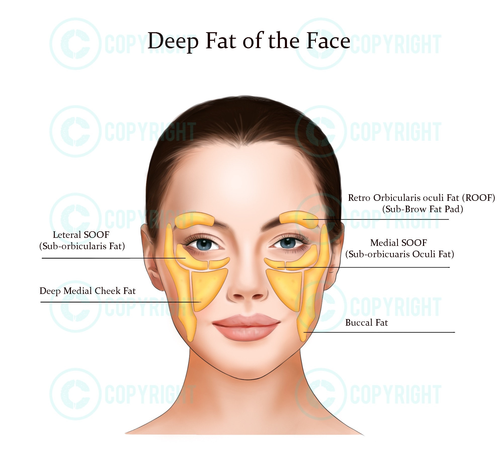 Deep Fat Pads The Face Botox And Filler Injector Anatomy Art Poster