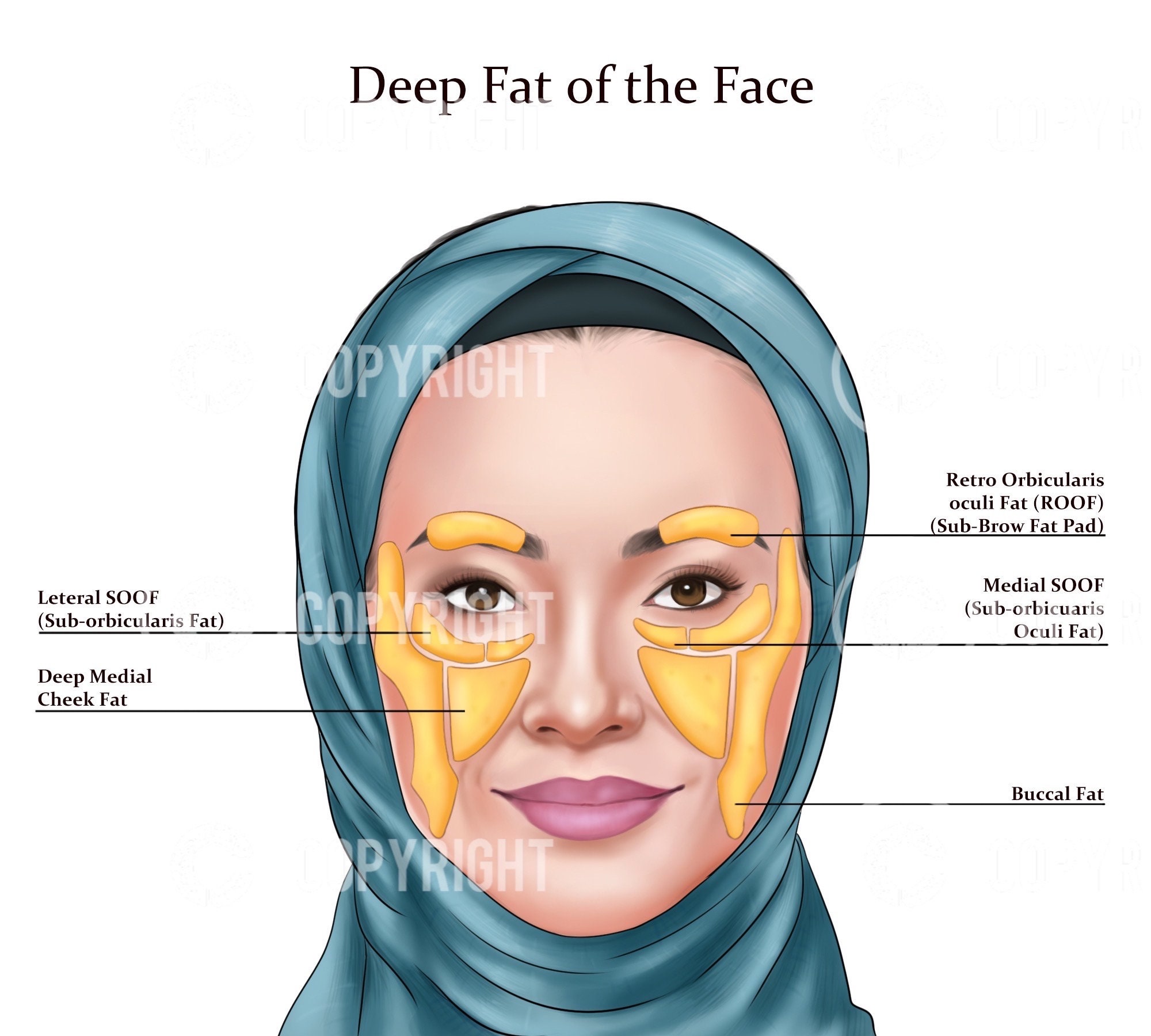 Deep Fat Pads the Face Botox & Filler Injector Anatomy Art Poster Aesthetics Dermatology Medspa