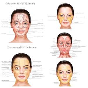 Paquete de anatomia Gesichts | Paquete de anatomia Gesichts | Anatomie | Kosmetikerin | Schönheit | Dermatologischer | balneario| Descarga digital