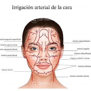 May include: Diagram of the arterial irrigation of the face, showing the location of the temporal superficial, supratroclear, cigomaticofacial, nasal lateral, facial, supraorbital, angular, infraorbital, and carotid external arteries.