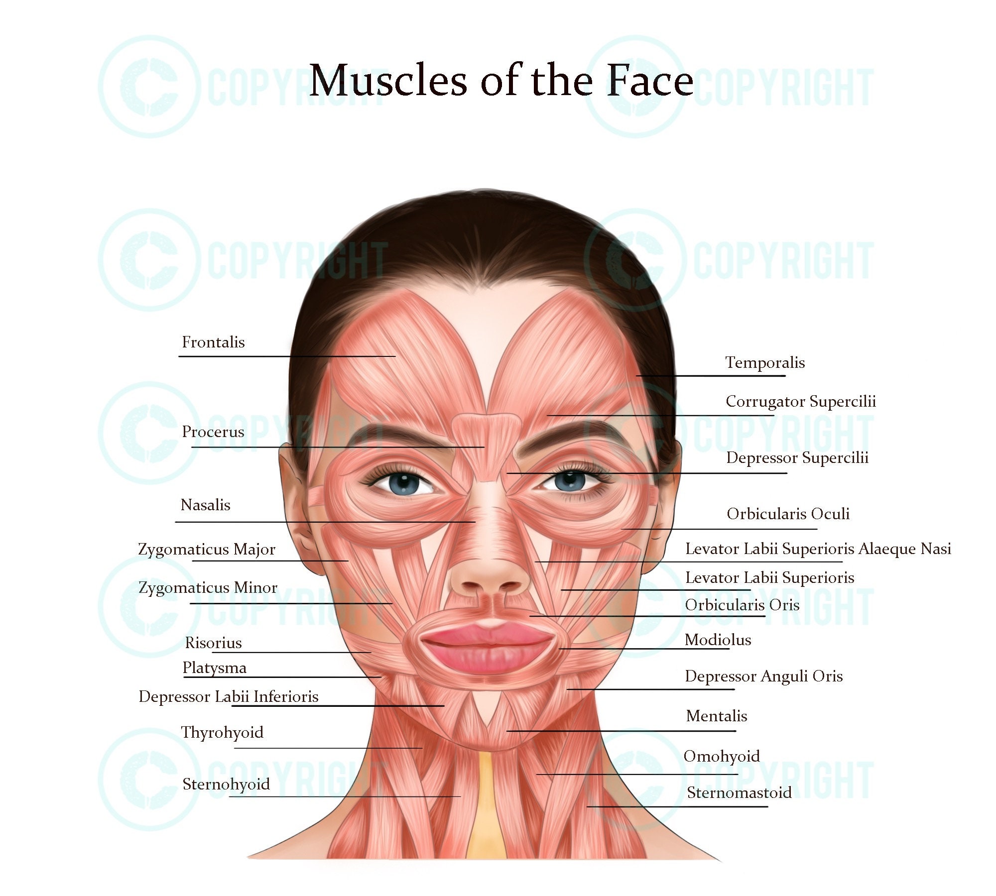 Facial Anatomy Bundle Botox And Filler Injector Anatomy Etsy Canada