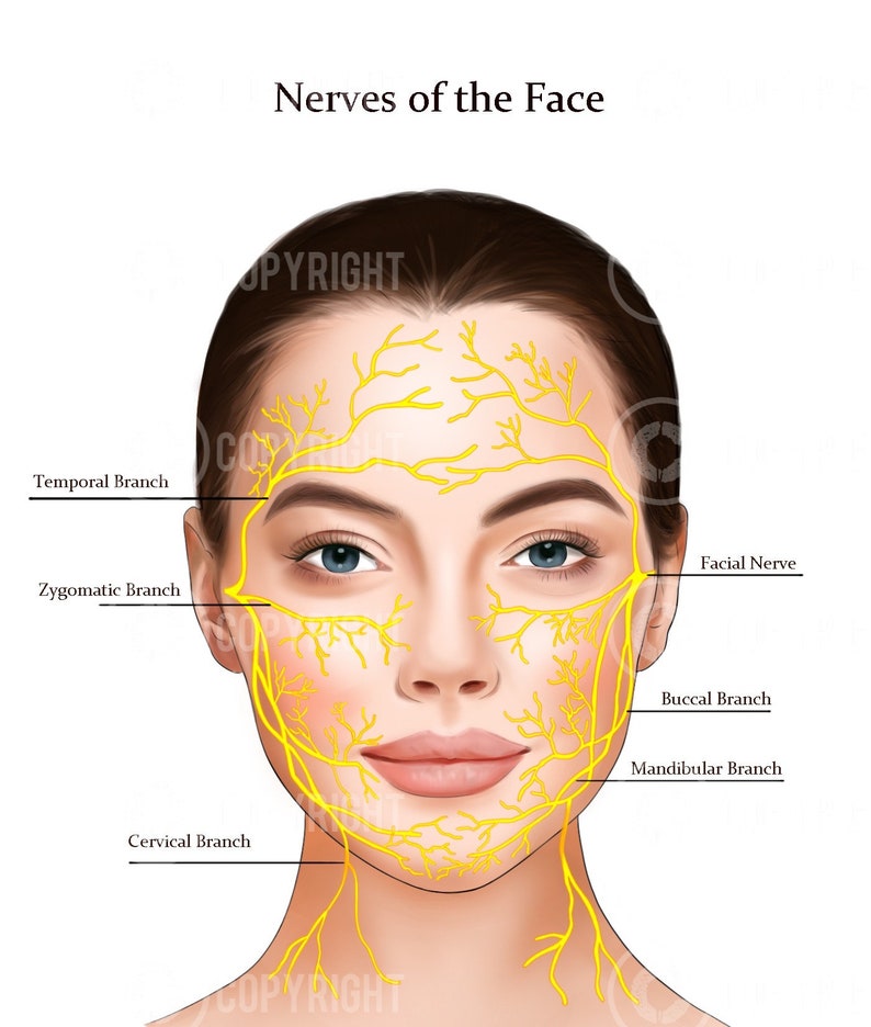 Facial Anatomy Bundle Botox & Filler Injector Anatomy Esthetician Aesthetics Dermatology Medspa Digital Download image 4