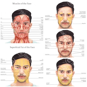 Bundle zur männlichen Gesichtsanatomie | Botox- und Filler-Injektor | Anatomie | Kosmetikerin | Ästhetik | Dermatologie | Medspa| Digitaler Download