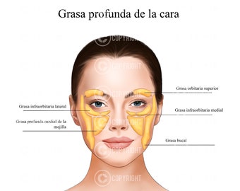 Almohadillas de grasa profunda en la cara | Botox e inyector de relleno | Anatomía | Estética | Dermatología | balneario| Descarga digital