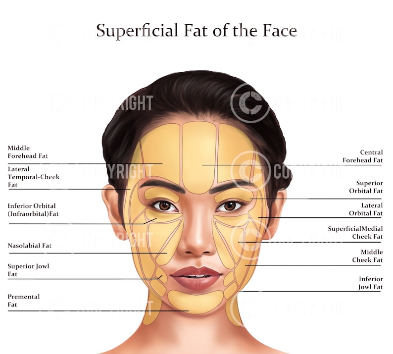 Facial Anatomy Bundle Botox & Filler Injector Anatomy Poster Aesthetics