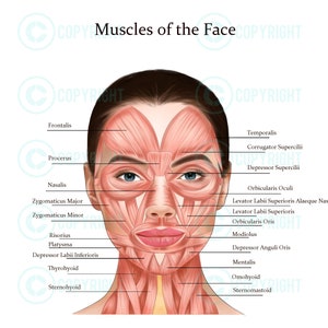 Muscles of the Face and Neck | Botox & Filler Injector | Anatomy | Esthetician | Aesthetics | Dermatology | Medspa| Digital Download