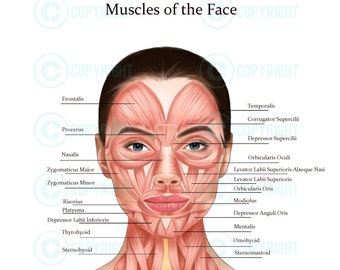 Muscles of the Face and Neck | Botox & Filler Injector | Anatomy | Poster | Aesthetics | Dermatology | Medspa| Digital Download