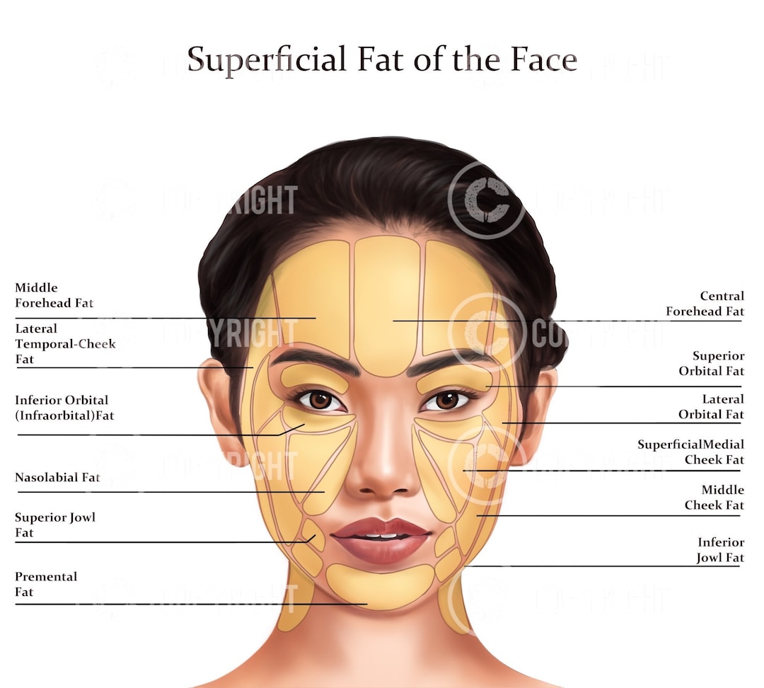 Superficial Fat Pads of the Face | Botox Filler Injector | Anatomy ...