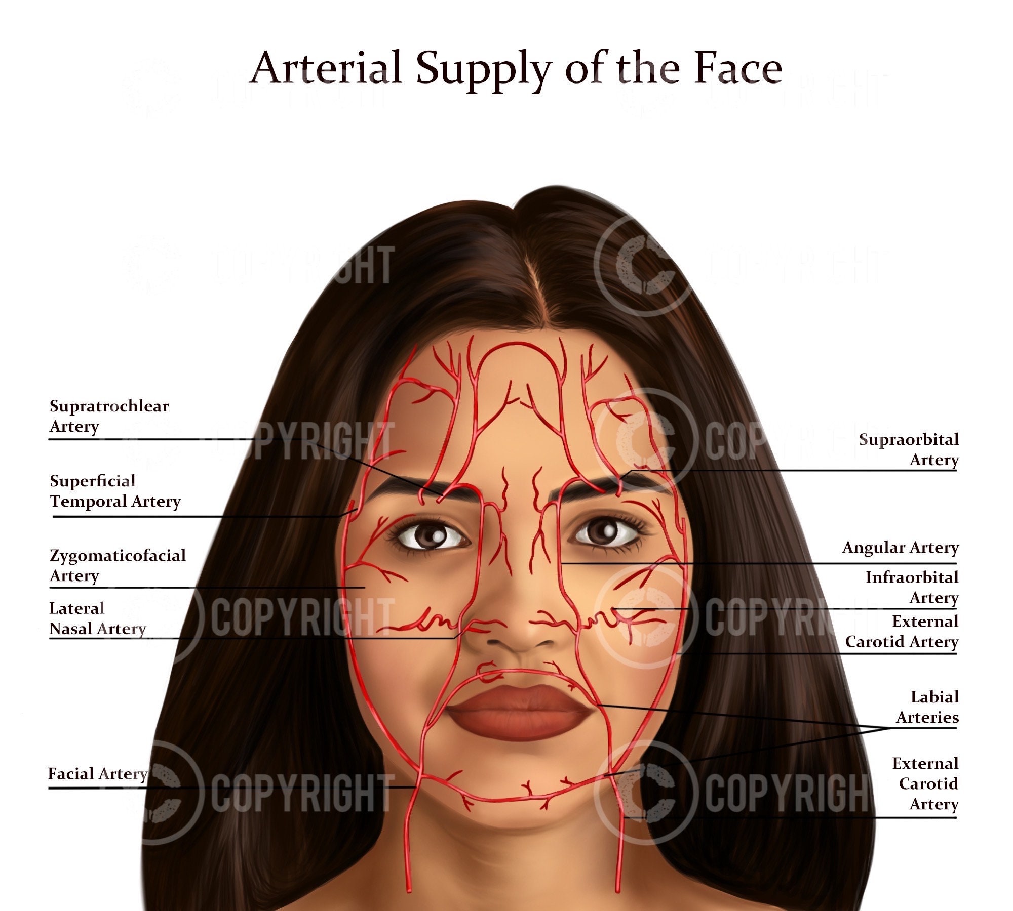 facial-artery