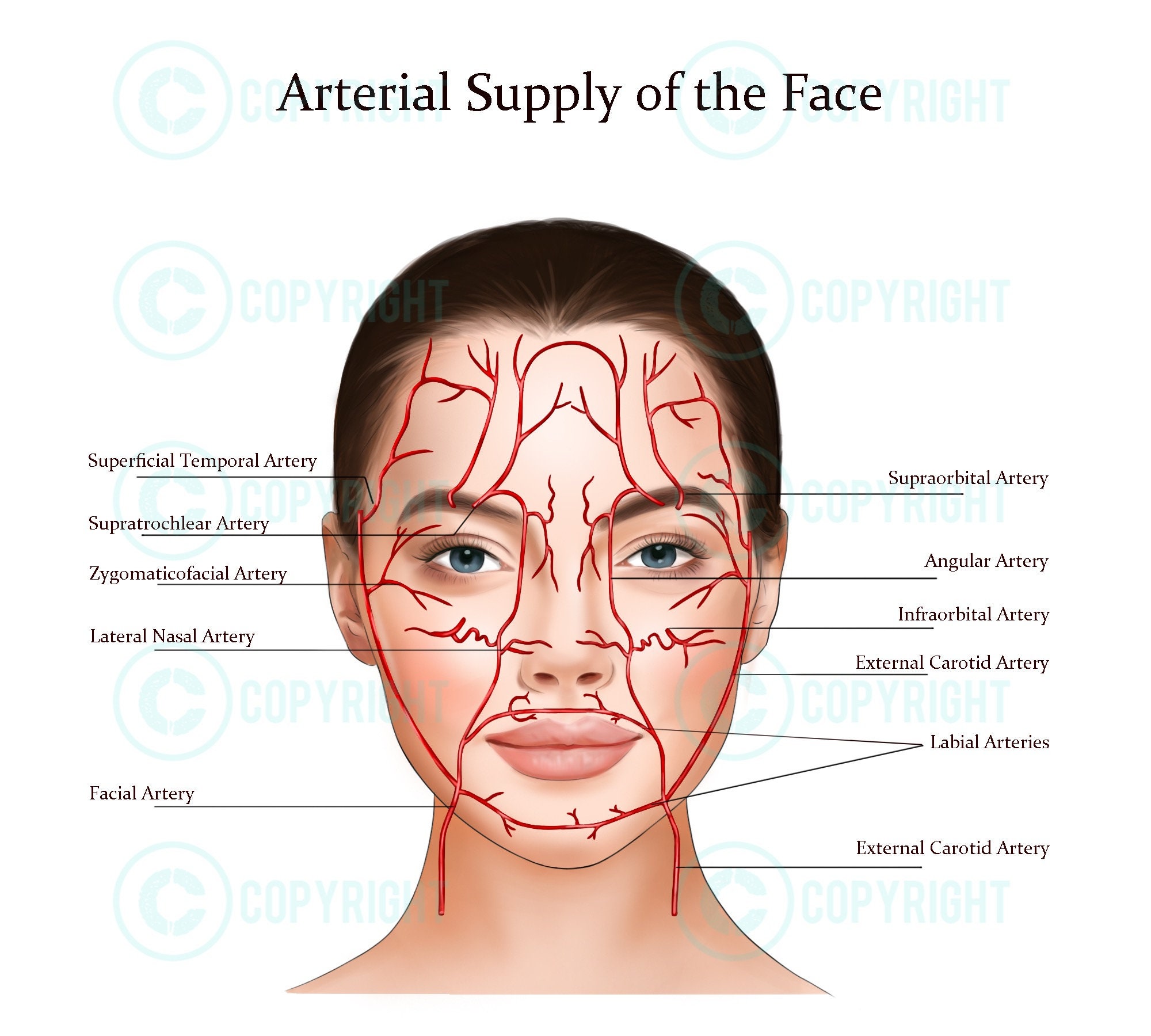 Facial Anatomy Bundle Botox Filler Injector Anatomy Esthetician 