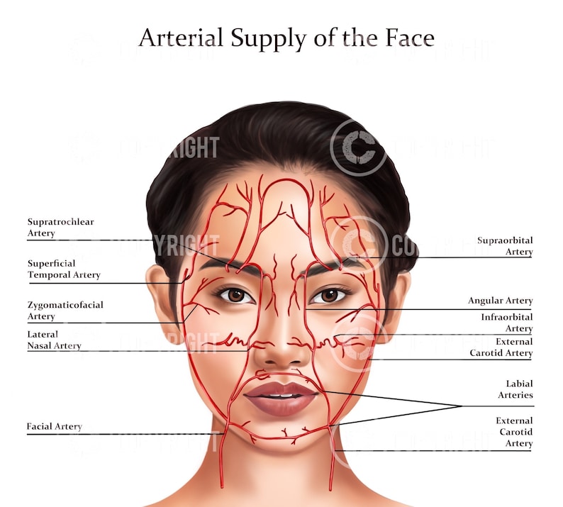 Facial Anatomy Bundle Botox & Filler Injector Anatomy Poster Aesthetics