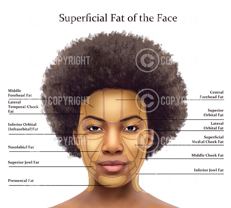Facial Anatomy Bundle Botox & Filler Injector Anatomy Poster Aesthetics