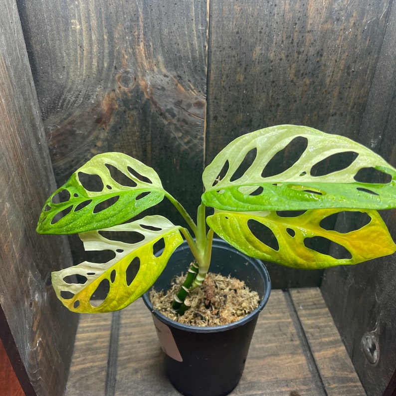 Adansonii Albo 005 Variegated Swiss Cheese Plant Rare Monstera image 6