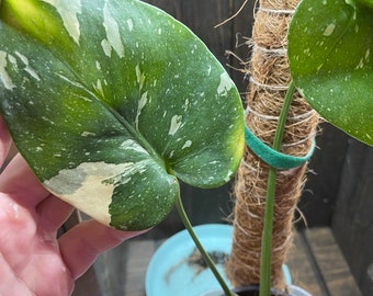 Small Thai Constellation - 3 - Rare Variegated Monstera Fully Rooted