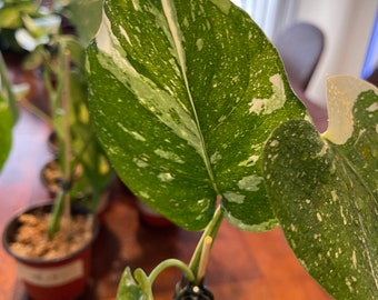 Small Thai Constellation - 12 - Rare Variegated Monstera Fully Rooted
