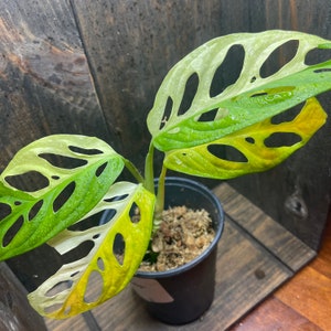 Adansonii Albo 005 Variegated Swiss Cheese Plant Rare Monstera image 5