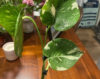 Small Thai Constellation - 14 - Rare Variegated Monstera Fully Rooted