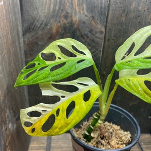 Adansonii Albo 005 Variegated Swiss Cheese Plant Rare Monstera image 3