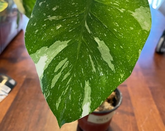 Small Thai Constellation - 9 - Rare Variegated Monstera Fully Rooted