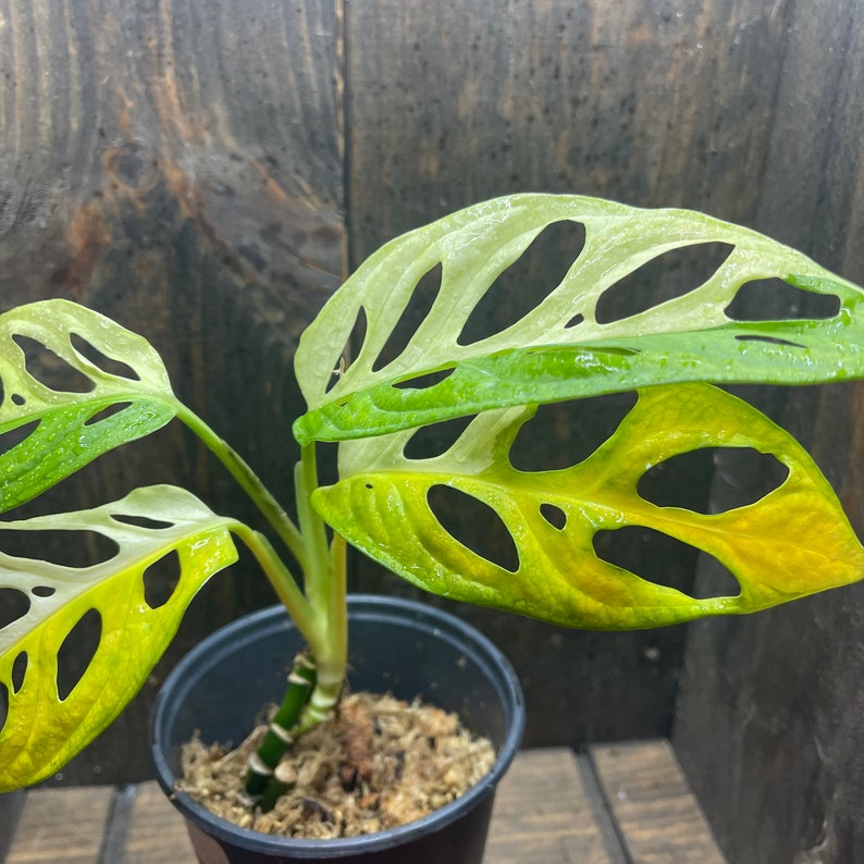 Adansonii Albo 005 Variegated Swiss Cheese Plant Rare Monstera image 2