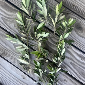 May include: Several olive branches with green and light green leaves are arranged on a weathered wooden surface. The leaves have a slender, elongated shape, and the branches are of varying lengths. The wood has a gray, weathered appearance.