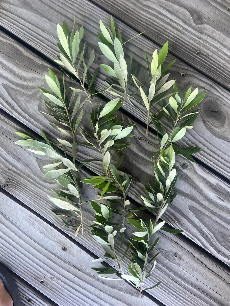 May include: Several olive branches with green and light green leaves are arranged on a weathered wooden surface. The leaves have a slender, elongated shape, and the branches are of varying lengths. The wood has a gray, weathered appearance.
