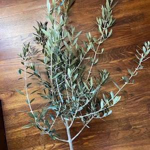 May include: A fresh olive branch with multiple stems and small green leaves. The branch is laid on a wooden surface. The leaves are a vibrant green color, and the stems are a light brown.