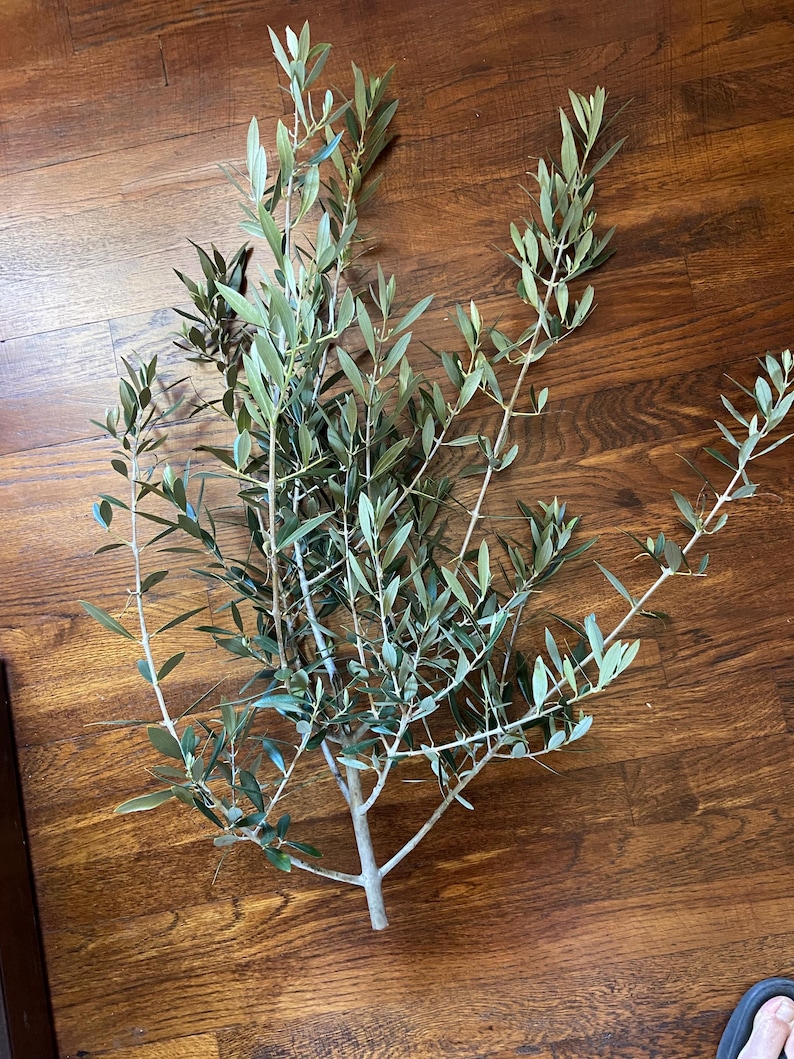 May include: A fresh olive branch with multiple stems and small green leaves. The branch is laid on a wooden surface. The leaves are a vibrant green color, and the stems are a light brown.