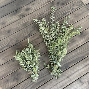 May include: Two bundles of olive branches with green leaves and small, light-colored blossoms. The branches are tied together with twine. The bundles are arranged on a wooden surface.