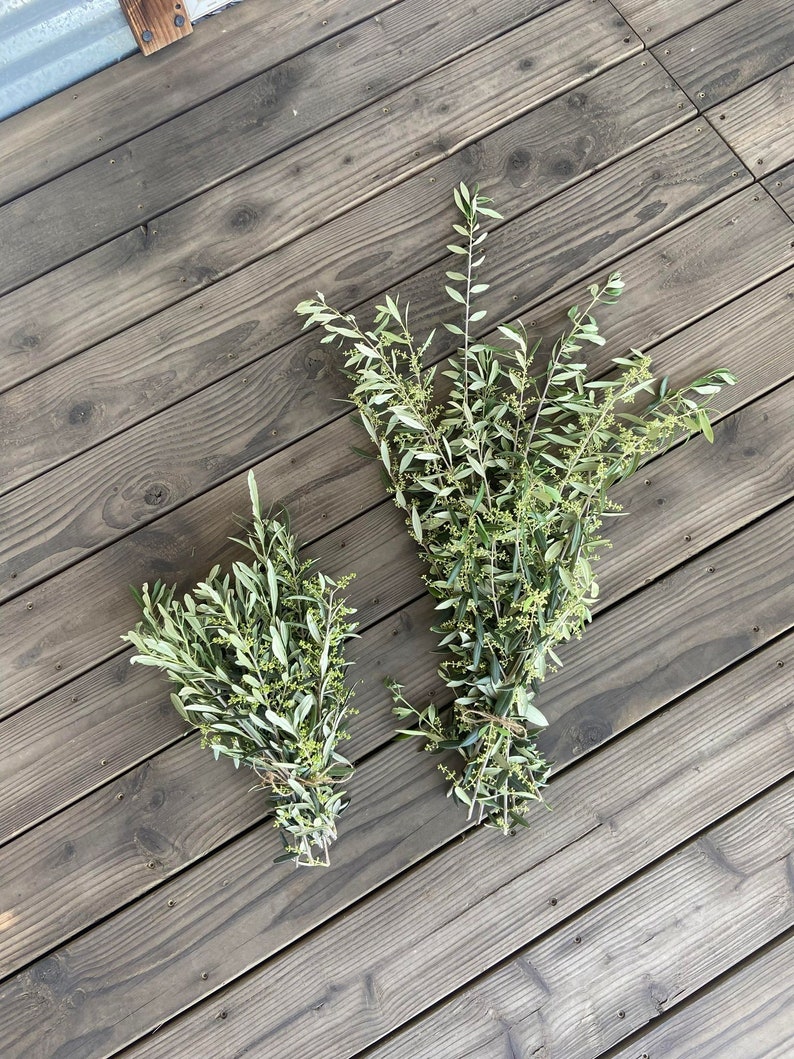 May include: Two bundles of olive branches with green leaves and small, light-colored blossoms. The branches are tied together with twine. The bundles are arranged on a wooden surface.