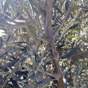 May include: Close-up of an olive tree branch with slender, gray-green leaves. The bark is a textured brown, with small buds and new growth visible. The image is well-lit, highlighting the details of the foliage and the tree's structure.